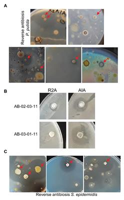 MicroMundo Upside Down: Targeted Searching for Antibiotics-Producing Bacteria From Soil With Reverse Antibiosis Approaches